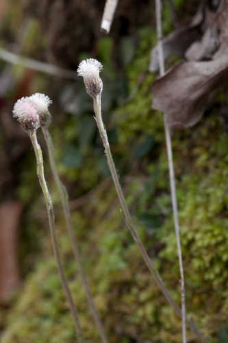 Antennaria solitaria #1